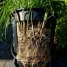 Graines de Souchet comestible (Cyperus esculentus)