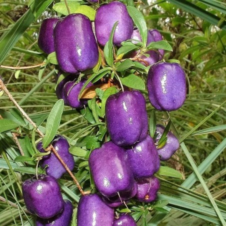 Sementes de Baga de Maçã Roxa (Billardiera longiflora)