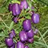 Semillas de manzana morada (Billardiera longiflora)