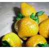 Φράουλα σπόροι Κίτρινο κατάπληξης Yellow Wonder