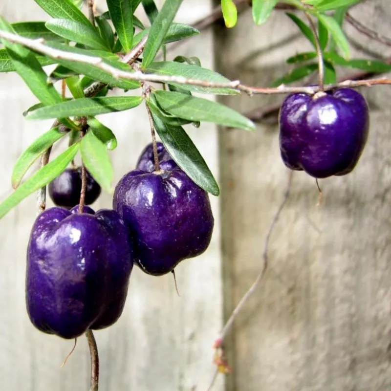 Semillas de manzana morada (Billardiera longiflora)