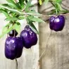 Semillas de manzana morada (Billardiera longiflora)