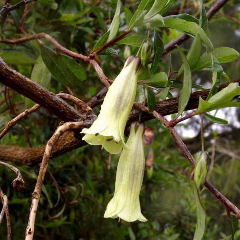 Sementes de Baga de Maçã Roxa (Billardiera longiflora)
