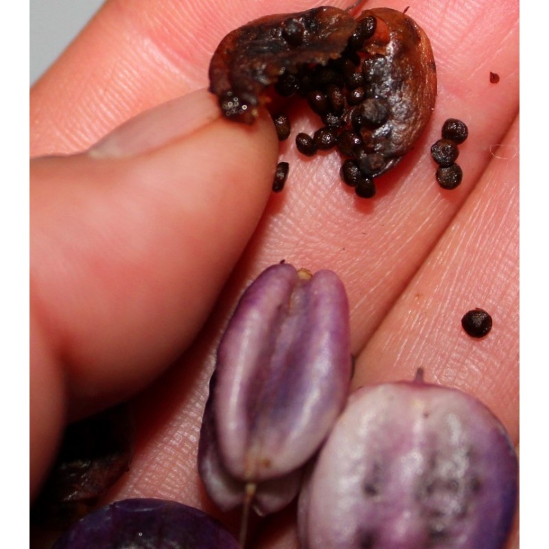 Price: €2.5 - Graines de Billardiera longiflora (Purple Apple Berry) - Unbranded - 5
