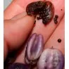 Samen der Purpurapfelbeere (Billardiera longiflora)