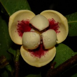 Sementes De Araticum Do Brejo fruta tropical (Annona glabra) 1.85 - 1