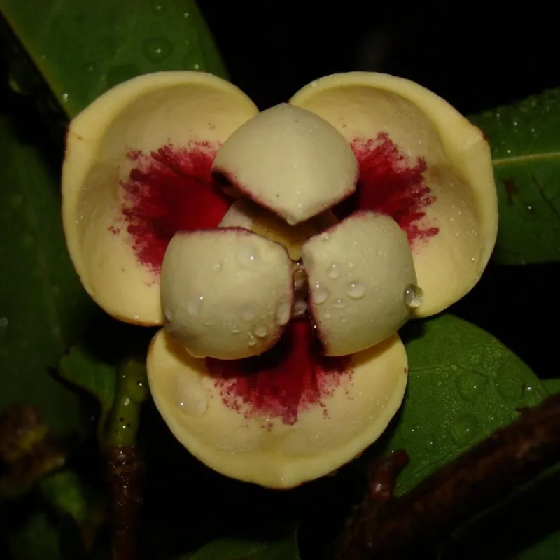 Pond Apple Seme - Tropsko Egzoticno Voce (Annona glabra)