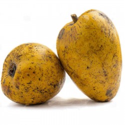 Price: €4.85 - Σπόροι Annona glabra τροπικά φρούτα (Annona glabra) -