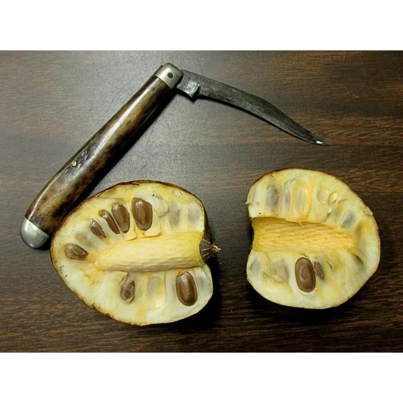 Pond Apple Seme - Tropsko Egzoticno Voce (Annona glabra)