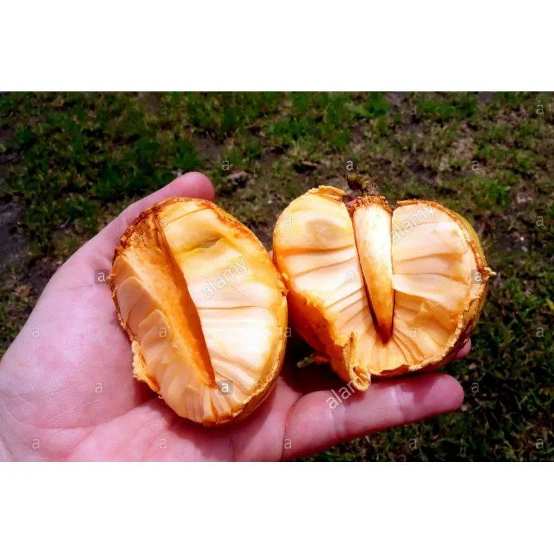 Pond Apple Seeds (Annona glabra)