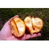 Sementes De Araticum Do Brejo fruta tropical (Annona glabra)