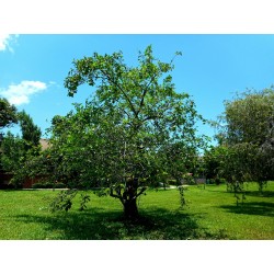 Sementes De Araticum Do Brejo fruta tropical (Annona glabra) 1.85 - 4