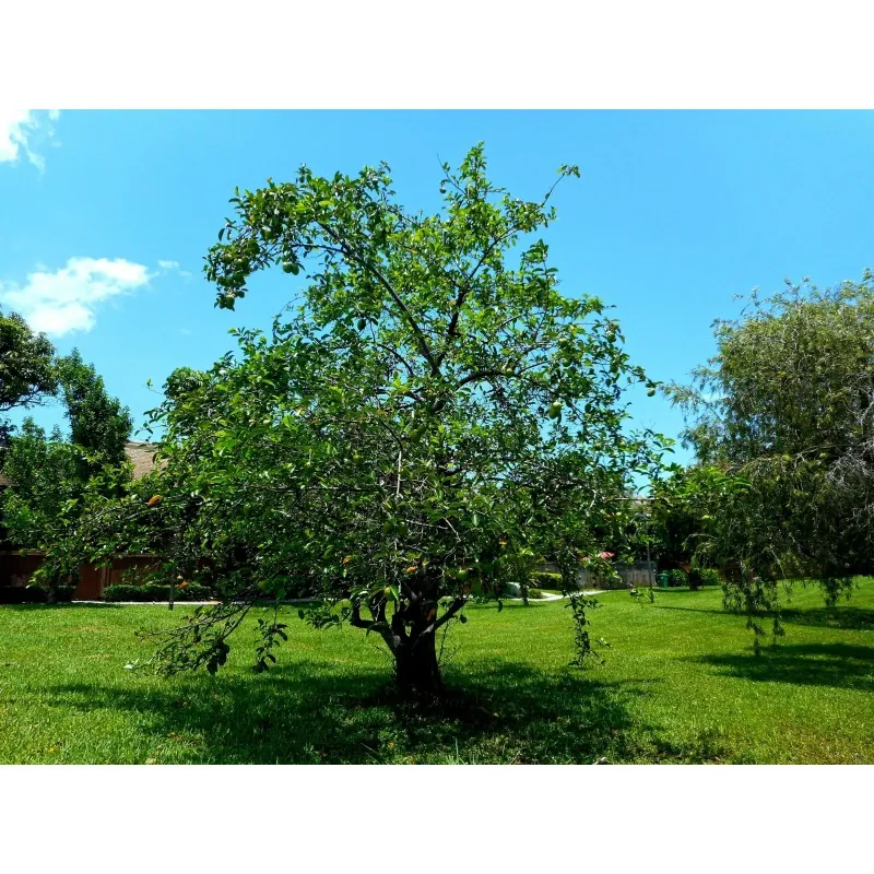 Pond Apple Seeds (Annona glabra)
