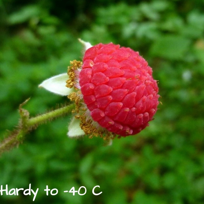 Σπόροι μοβ Ανθισμένα Βατόμουρο (Rubus odoratus) 2.25 - 1