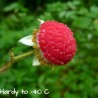 Price: €2.25 - Purple Flowered Raspberry Seeds (Rubus Odoratus) - Seeds Gallery