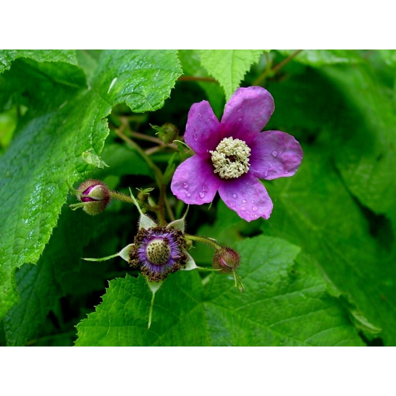 Price: €2.25 - Purple Flowered Raspberry Seeds (Rubus Odoratus) - Seeds Gallery