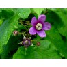 Price: €2.25 - Purple Flowered Raspberry Seeds (Rubus Odoratus) - Seeds Gallery