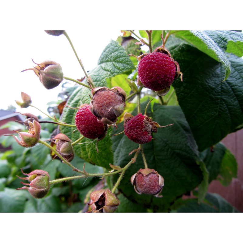 Price: €2.25 - Purple Flowered Raspberry Seeds (Rubus Odoratus) - Seeds Gallery