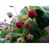 Price: €2.25 - Purple Flowered Raspberry Seeds (Rubus Odoratus) - Seeds Gallery