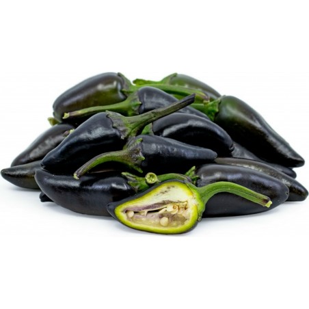 Price: €1.75 - Graines de Piments Jalapeno Purple & Brown - Seeds Gallery