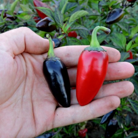 Price: €1.75 - Semi di Peperoncino Jalapeno Purple, Viola e Marrone - Seeds Gallery