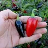 Chili Jalapeno Purple & Brown Seeds