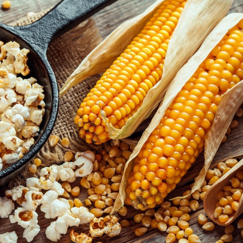 Popcorn 50 Samen - Züchten Sie Ihre eigenen | 1,95 €