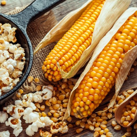 Price: €1.95 - 50 Popcornfrön - Växa din egen - Seeds Gallery