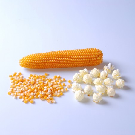 Price: €1.95 - 50 Popcornfrön - Växa din egen - Seeds Gallery