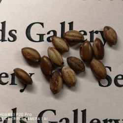 Чуде́сные я́годы, Путе́рия сладкова́тая семена 4.95 - 5