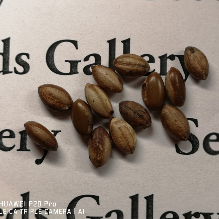 Miracle Fruit, Miracle Berry Seeds (Synsepalum dulcificum) - 4.455