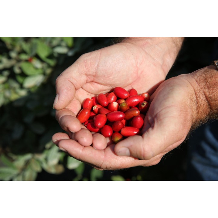 Miracle Fruit, Miracle Berry Seeds (Synsepalum dulcificum) - 4.455