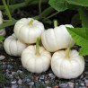Price: €2 - Kürbissamen BABY BOO - 