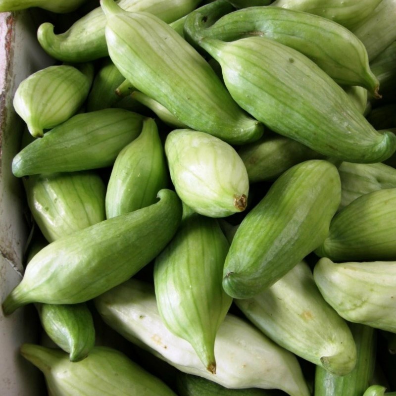 Price: €3.5 - Semi di Caigua - Cetriolo Inca (Cyclanthera Pedata) - Seeds Gallery