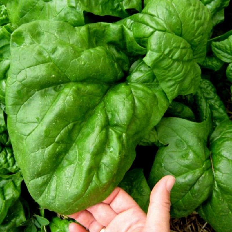Price: €2.15 - Semillas de espinacas - AMERICANO GIGANTE - 