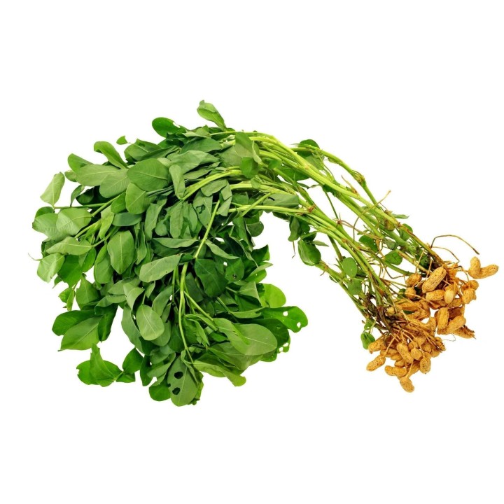 Peanut Seeds (Arachis hypogaea) - 228.714671
