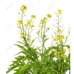 Sementes de Mostarda-castanha (Brassica juncea) 1.95 - 3