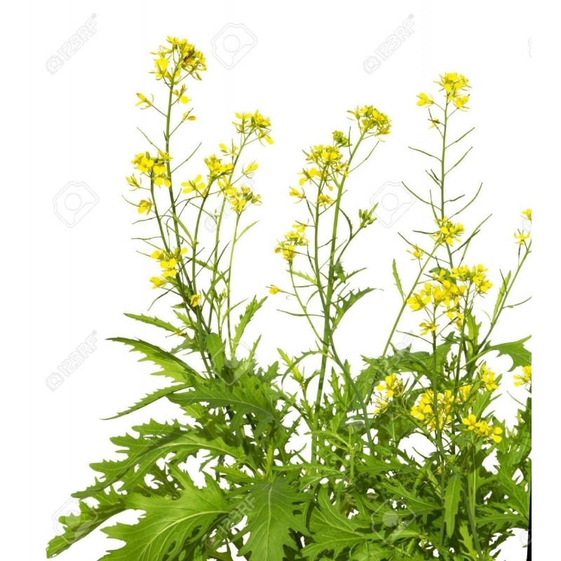 Price: €1.35 - Graines de Moutarde Brune (Brassica juncea) - 