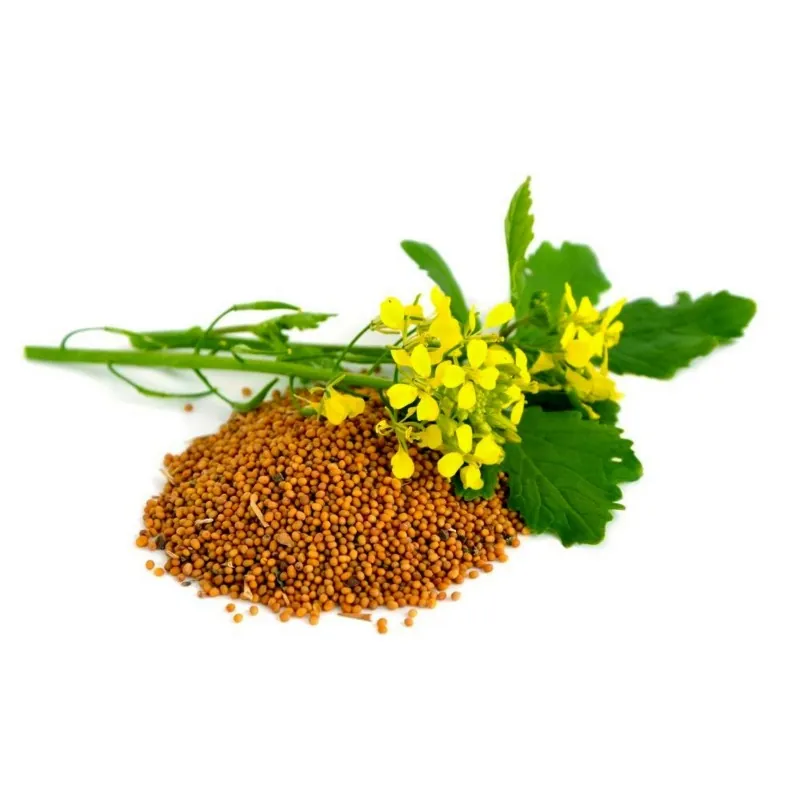 Sementes de Mostarda-castanha (Brassica juncea)