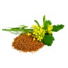 Price: €1.35 - Graines de Moutarde Brune (Brassica juncea) - 