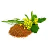 Sementes de Mostarda-castanha (Brassica juncea)