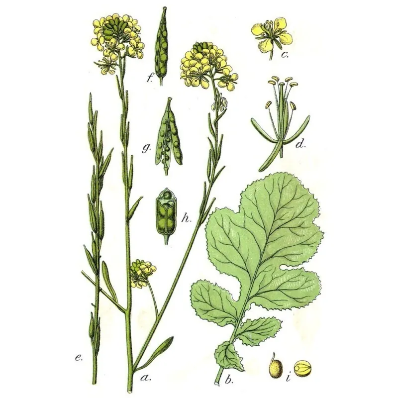 Sementes de Mostarda-castanha (Brassica juncea)