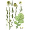 Price: €1.35 - Graines de Moutarde Brune (Brassica juncea) - 