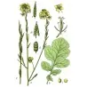 Sementes de Mostarda-castanha (Brassica juncea)
