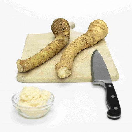 Price: €3.25 - Horseradish Root / Seedlings Ready For Planting - Seeds Gallery