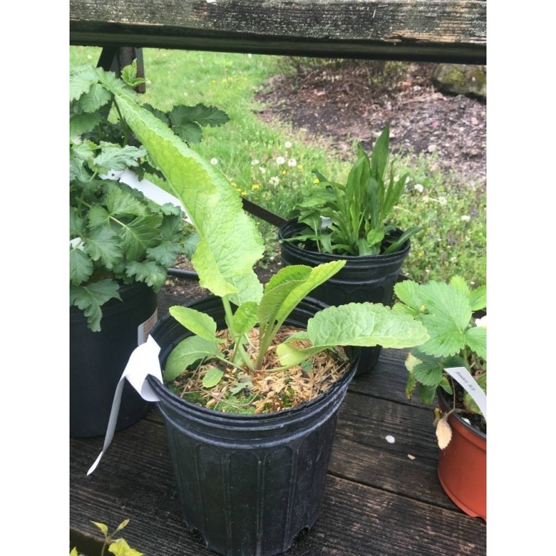 Price: €3.25 - Horseradish Root / Seedlings Ready For Planting - Seeds Gallery