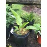 Price: €3.25 - Horseradish Root / Seedlings Ready For Planting - Seeds Gallery
