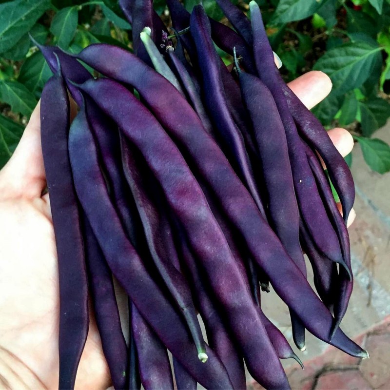 Price: €1.95 - Böna Frö Blauhilde - 