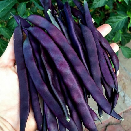 Price: €1.95 - Semillas de Frijol Blauhilde -