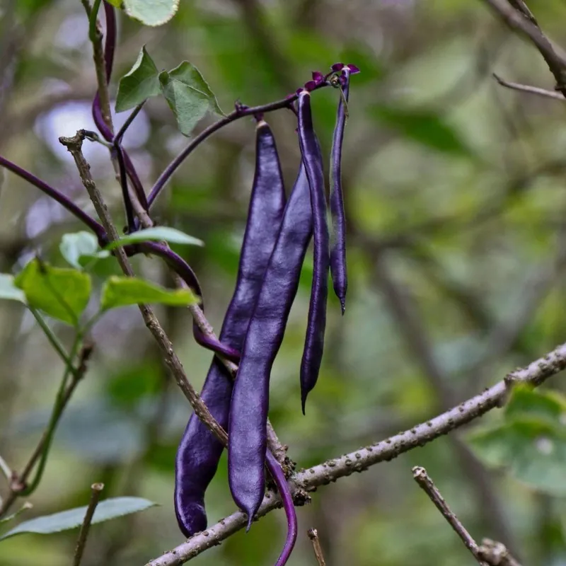 Semi di Fagioli Blauhilde